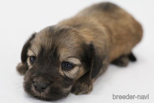 成約済の神奈川県のマルックス:マルチーズ×ミニチュアダックスフンド-300286の5枚目